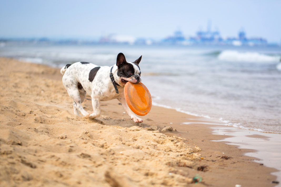 Urlaub auf der Insel Usedom mit Hund im Hotel Tierischehelden.de