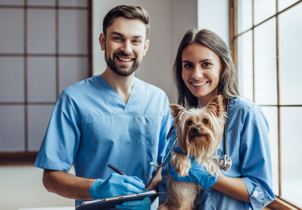 Thrombozyten beim Hund + Erhöhte und Niedrige Werte (Thrombozytose und