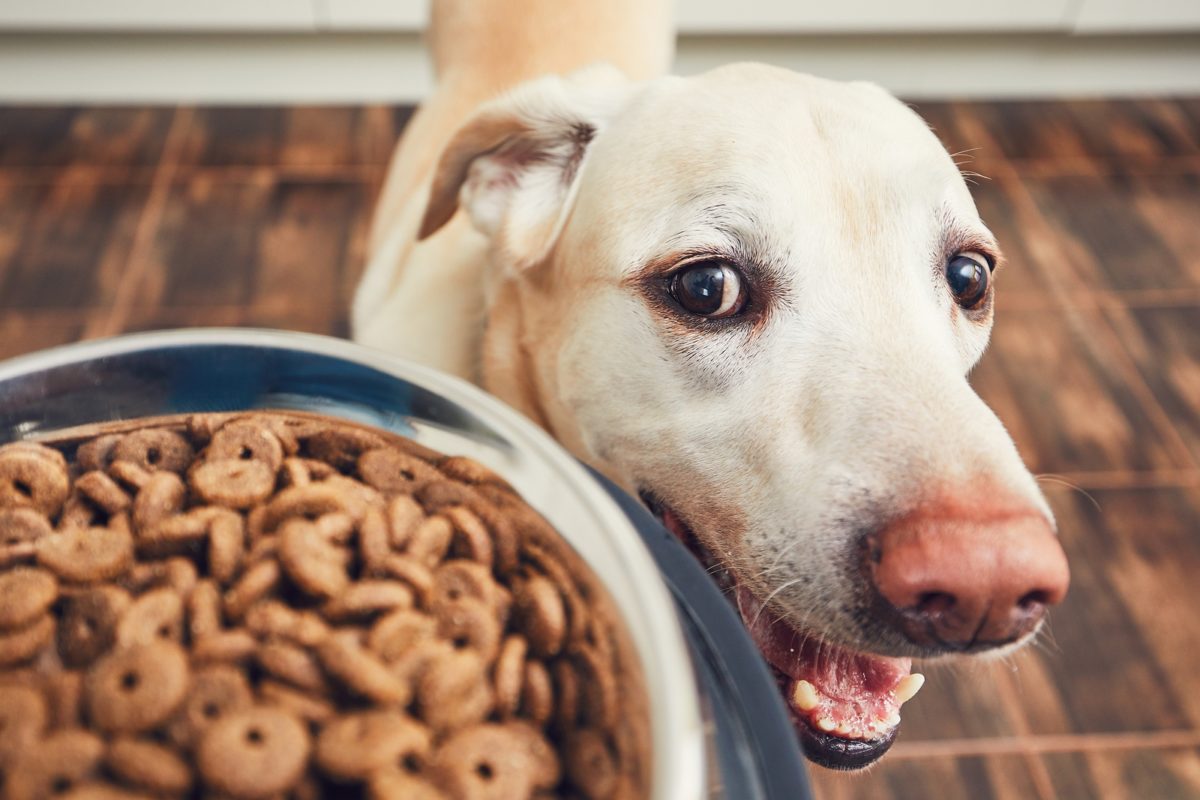 Blähungen beim Hund