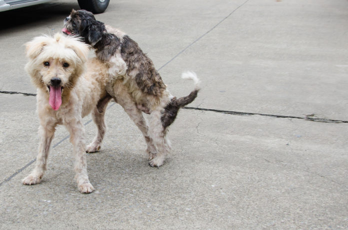 Wann werden Hunde geschlechtsreif? » Tierischehelden