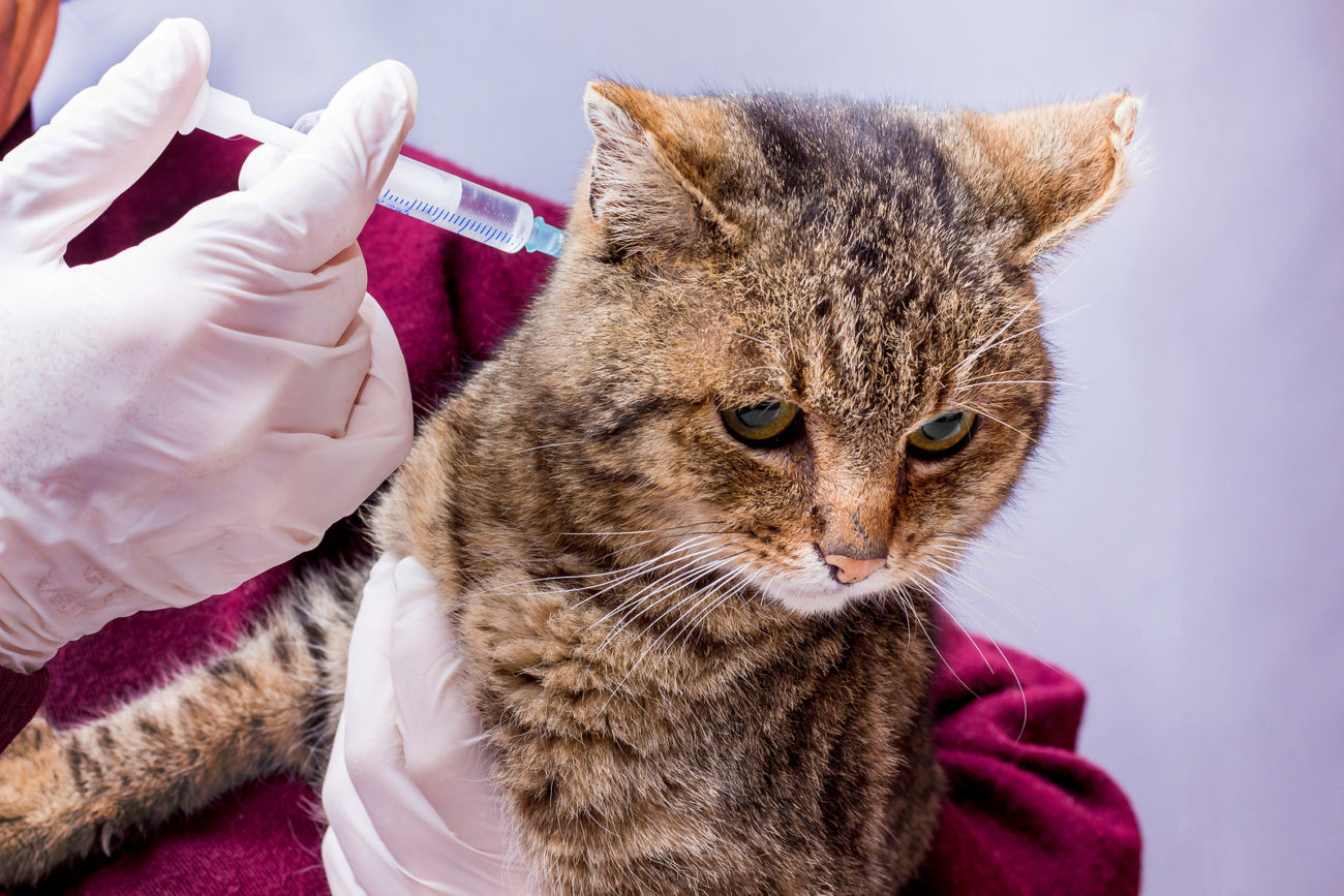 Wie oft Katze impfen