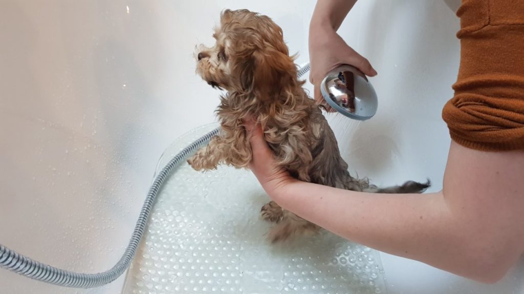 Hunde baden - Wie oft sollte man Hunde waschen?