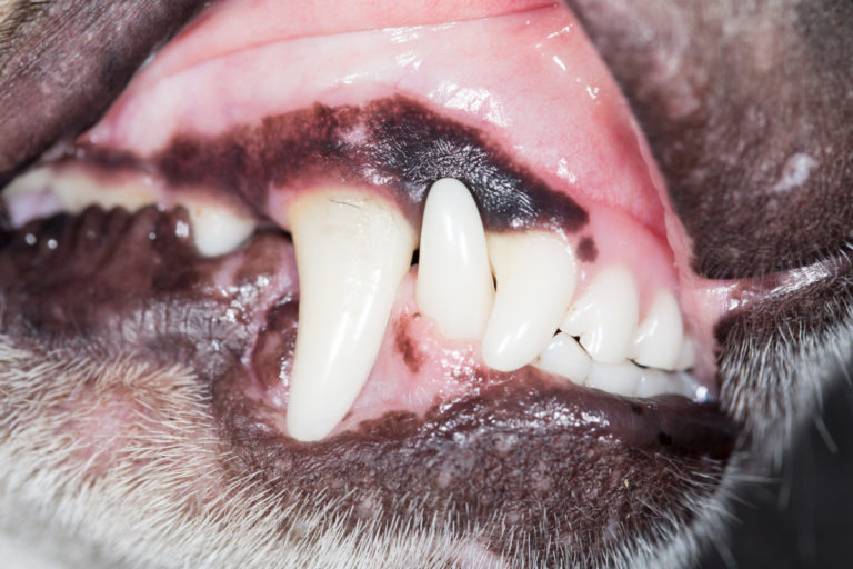 Maul beim Hund Untersuchung » Tierischehelden