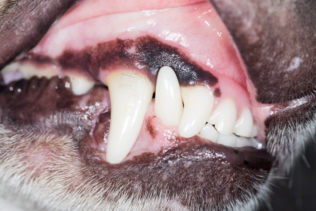 Geschwollenes Zahnfleisch beim Hund