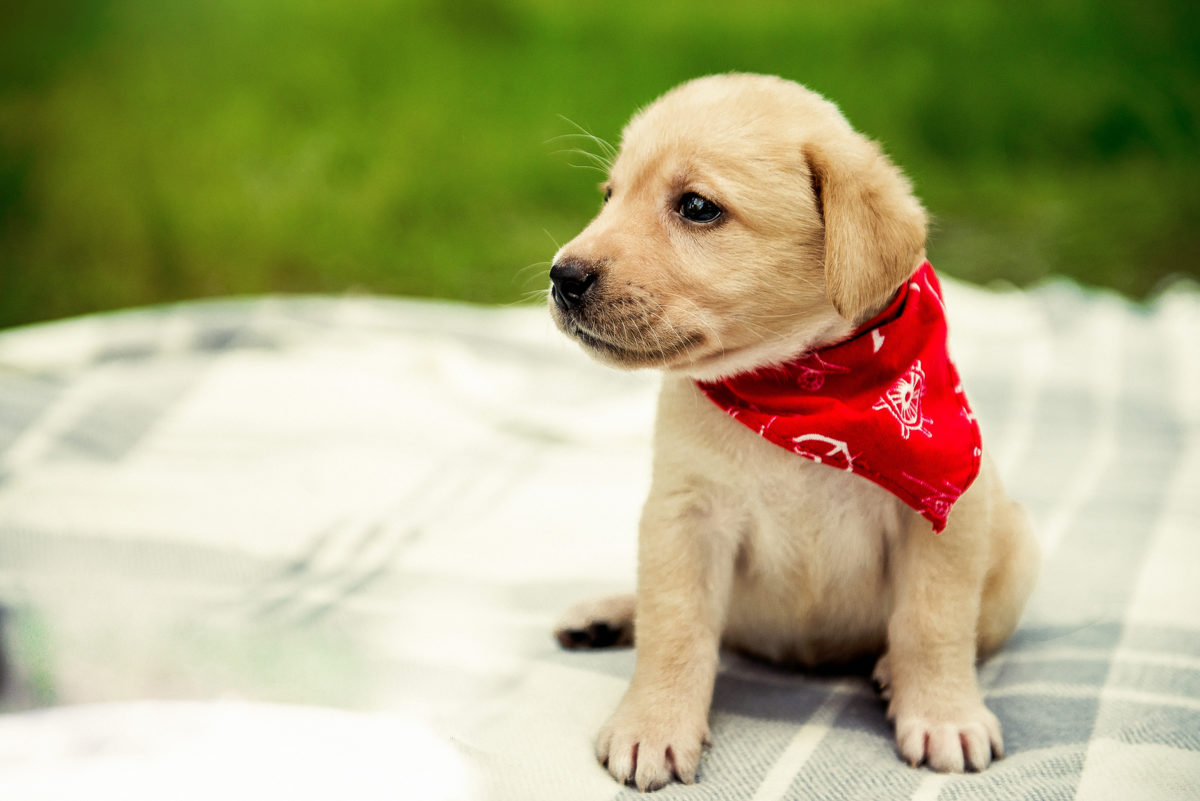 Labrador stubenrein bekommen