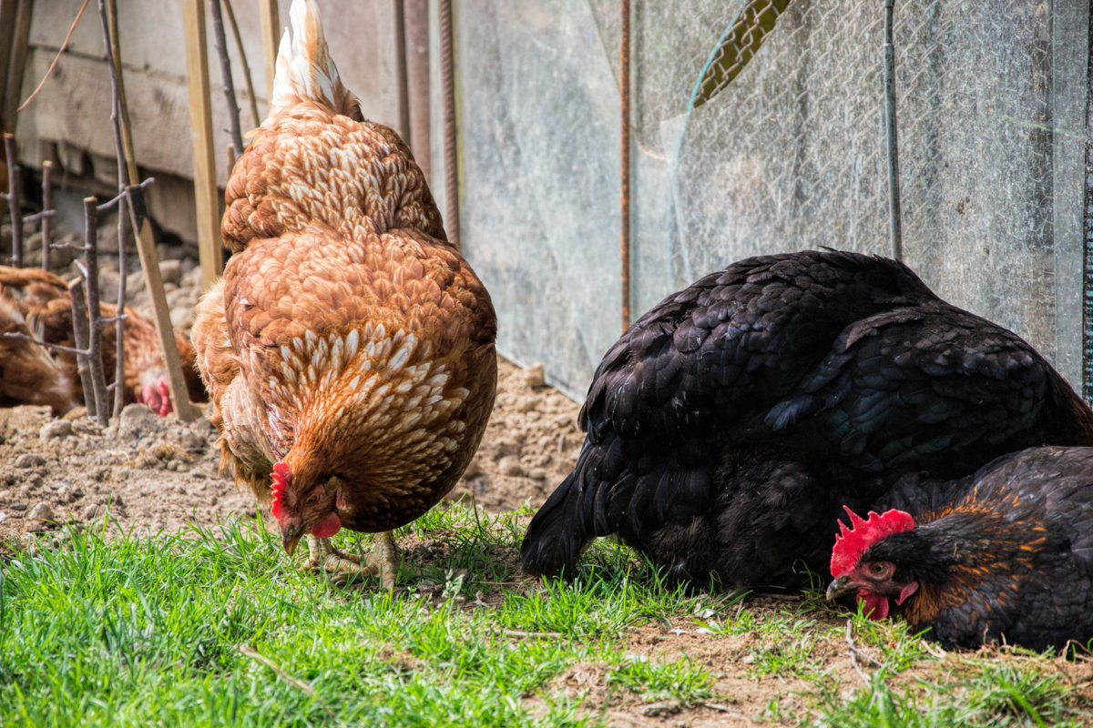 Wie viel Platz braucht ein Huhn im Stall? 3 Platz für ein Huhn