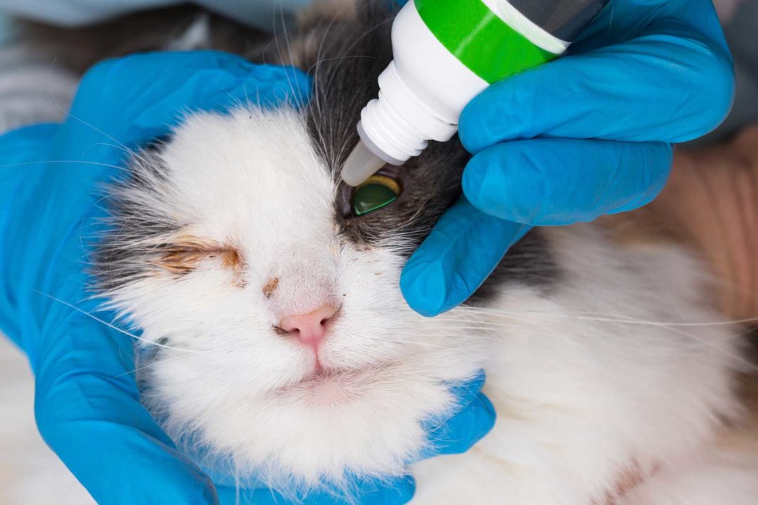 Katze erbricht Schaum »Behandlung & Ursachen » Tierischehelden