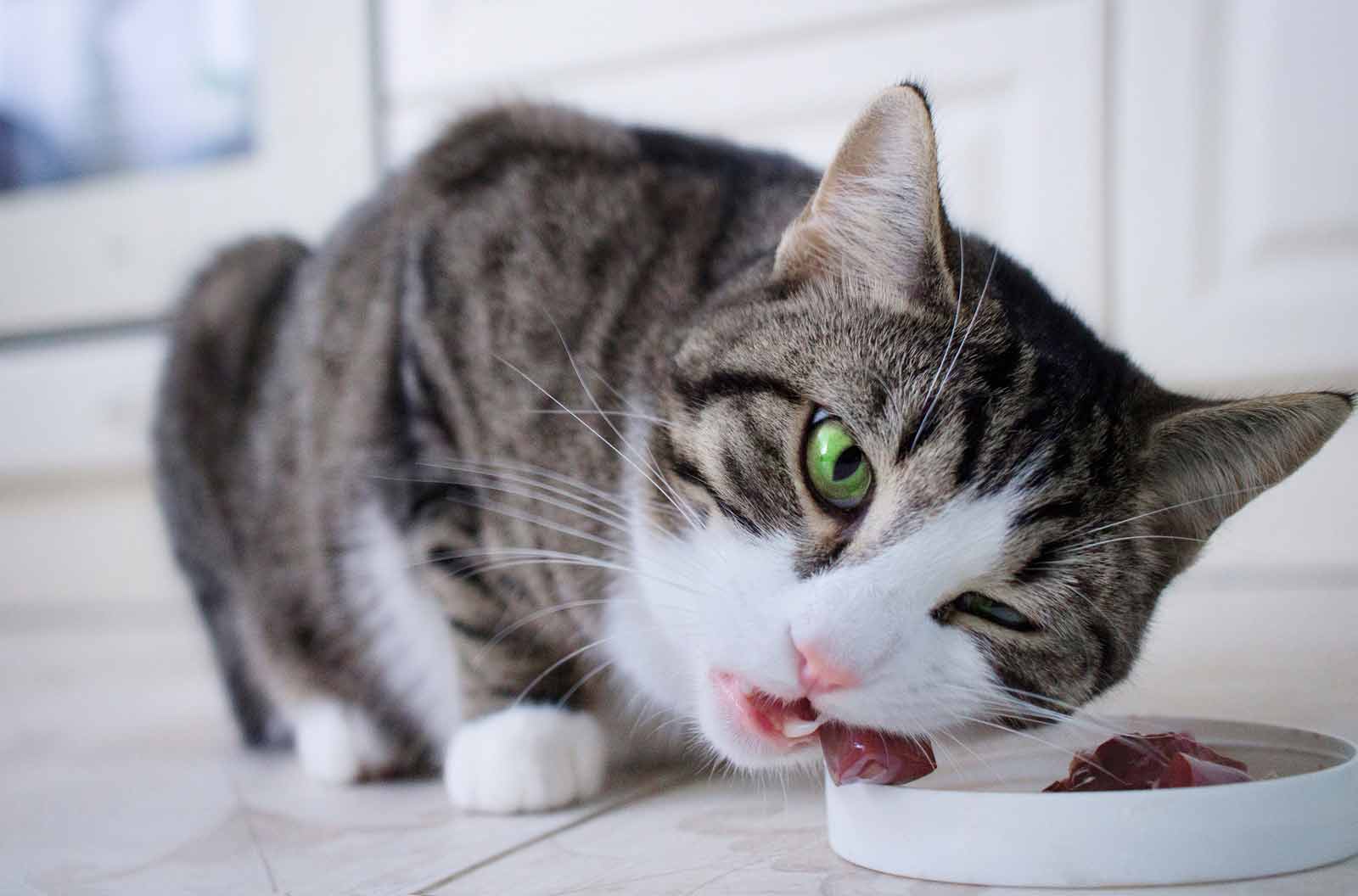 Die Richtige Schonkost Für Katzen Bei Durchfall