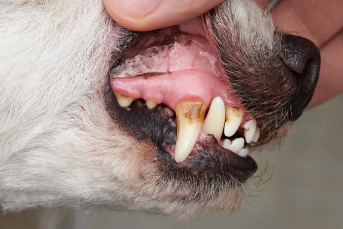 Weisheitszähne bei Hunden » Tierischehelden