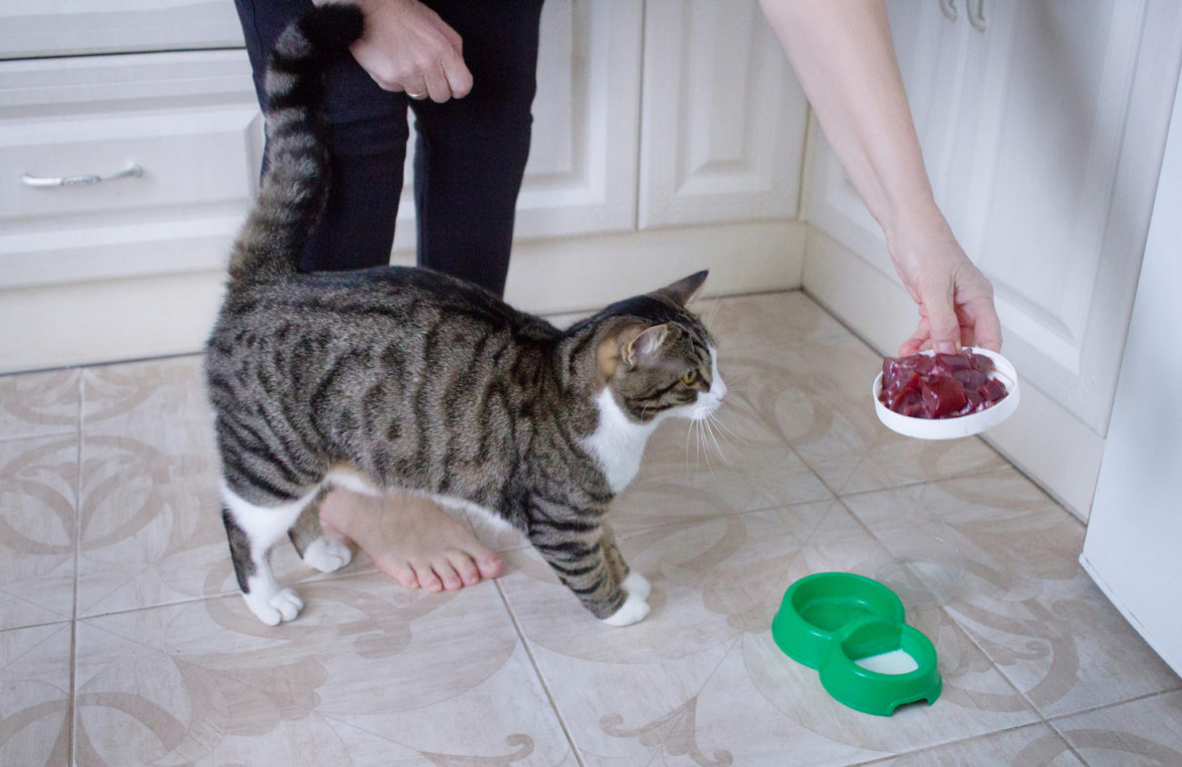 Wie oft sollte man Katzen füttern? 3 Katzen füttern