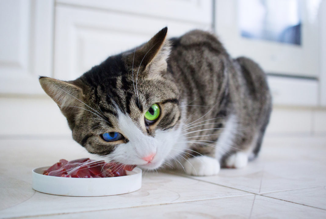 Katzen füttern » Tierischehelden