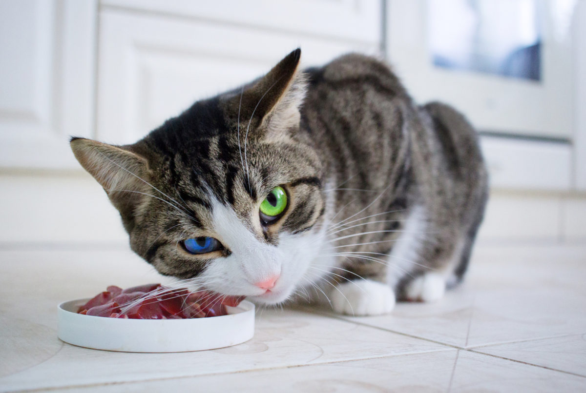 Wie oft sollte man Katzen füttern? 2 Katzen füttern