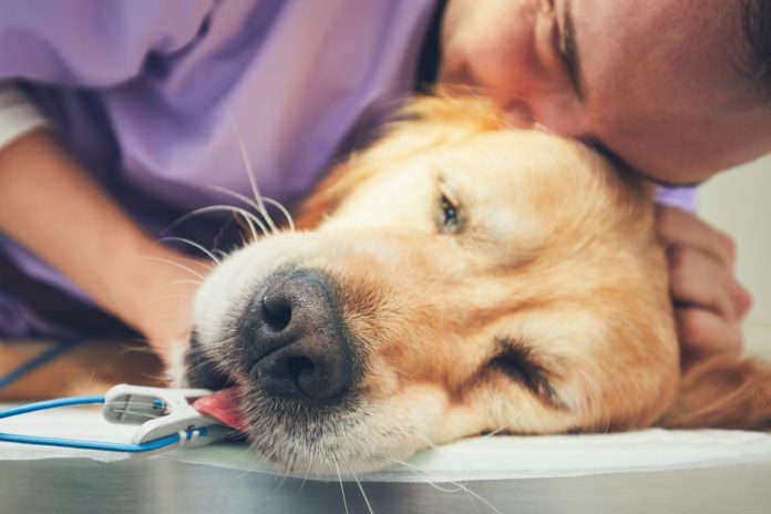 54-hunde-erkrankungen Alter Hund beim Tierarzt