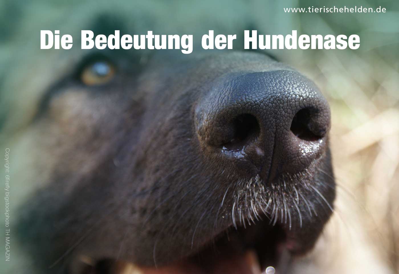 Trockene Nase beim Hund