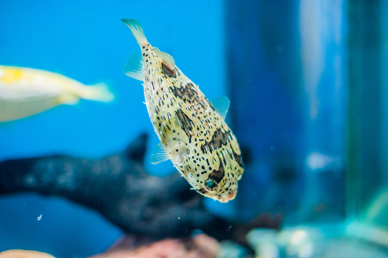 Die richtige Haltung des Kugelfisch im Aquarium