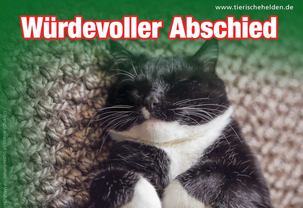 Unsere Katze ist gestorben ein würdevolles Ende und Abschied nehmen