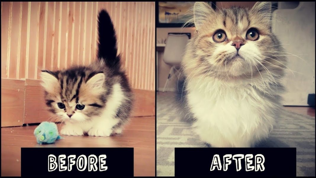 Die kleinste Katze der Welt MunchkinKatzen & Co auf Tierischehelden.de