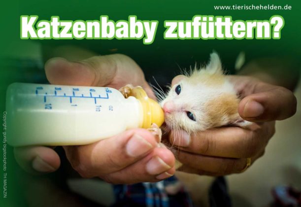 Katzenbabys Entwicklung: Die ersten 8 Wochen Entwicklungsschritte ...
