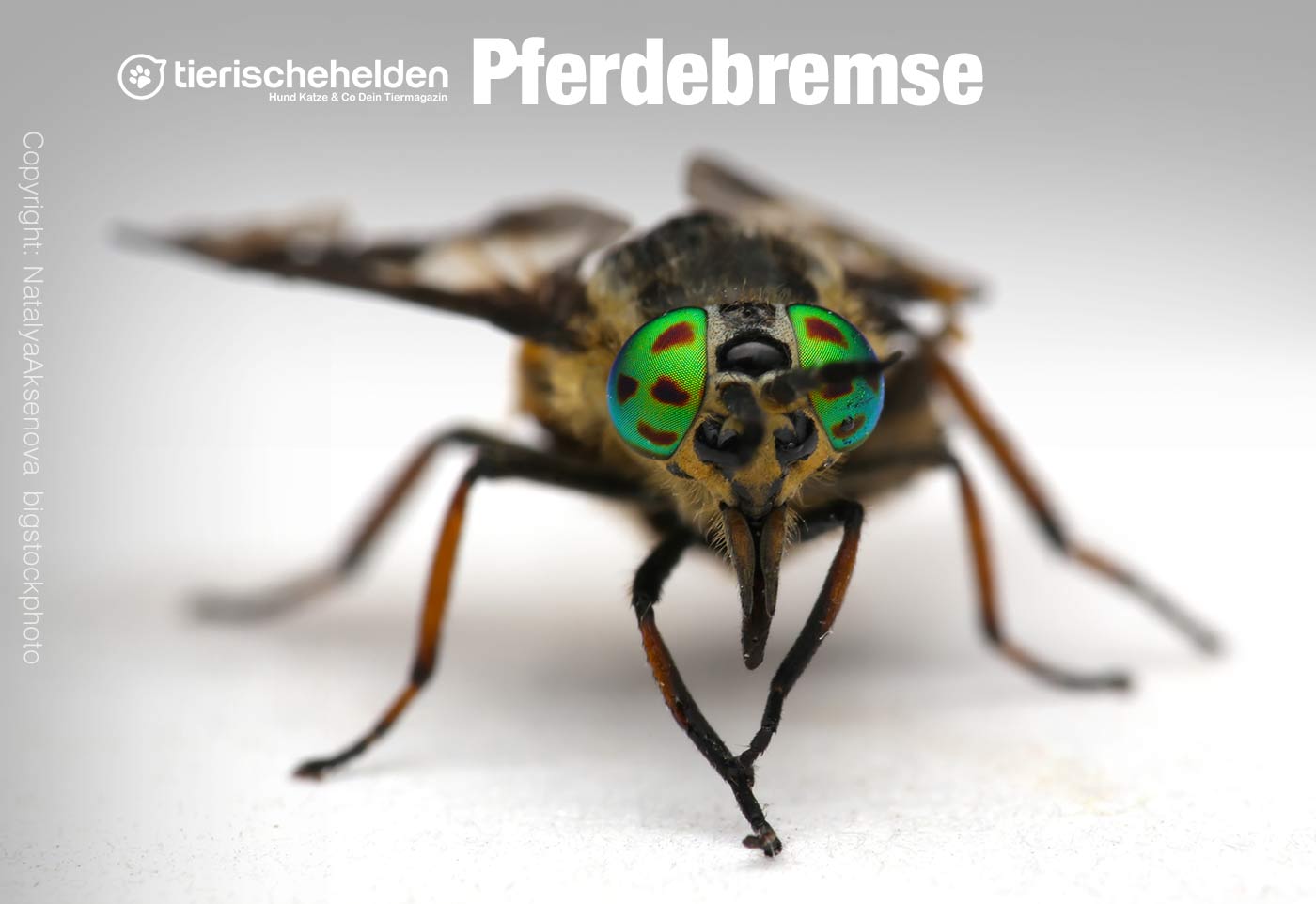 Pferdebremse Insektenstich beim Pferd