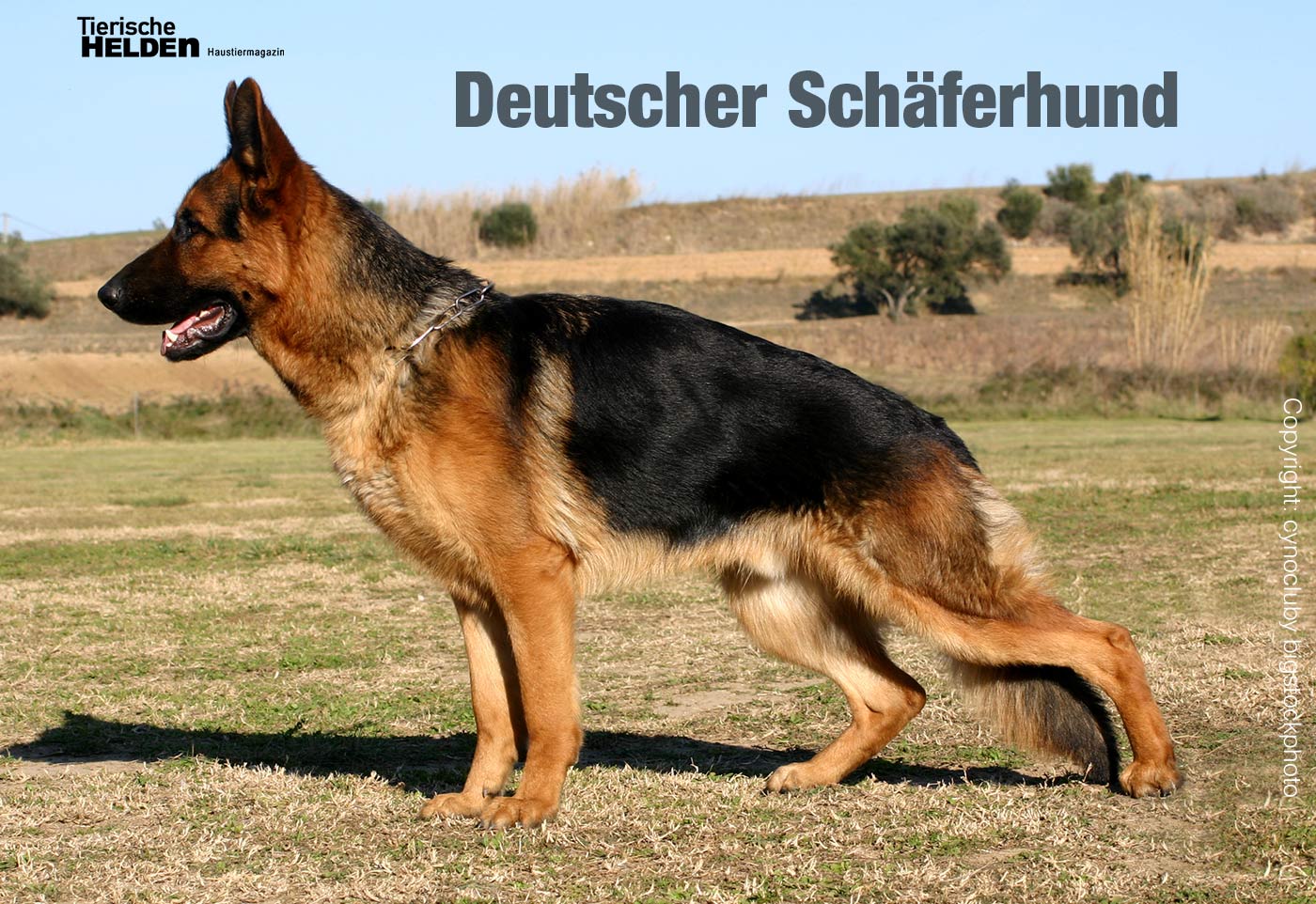  Schäferhund