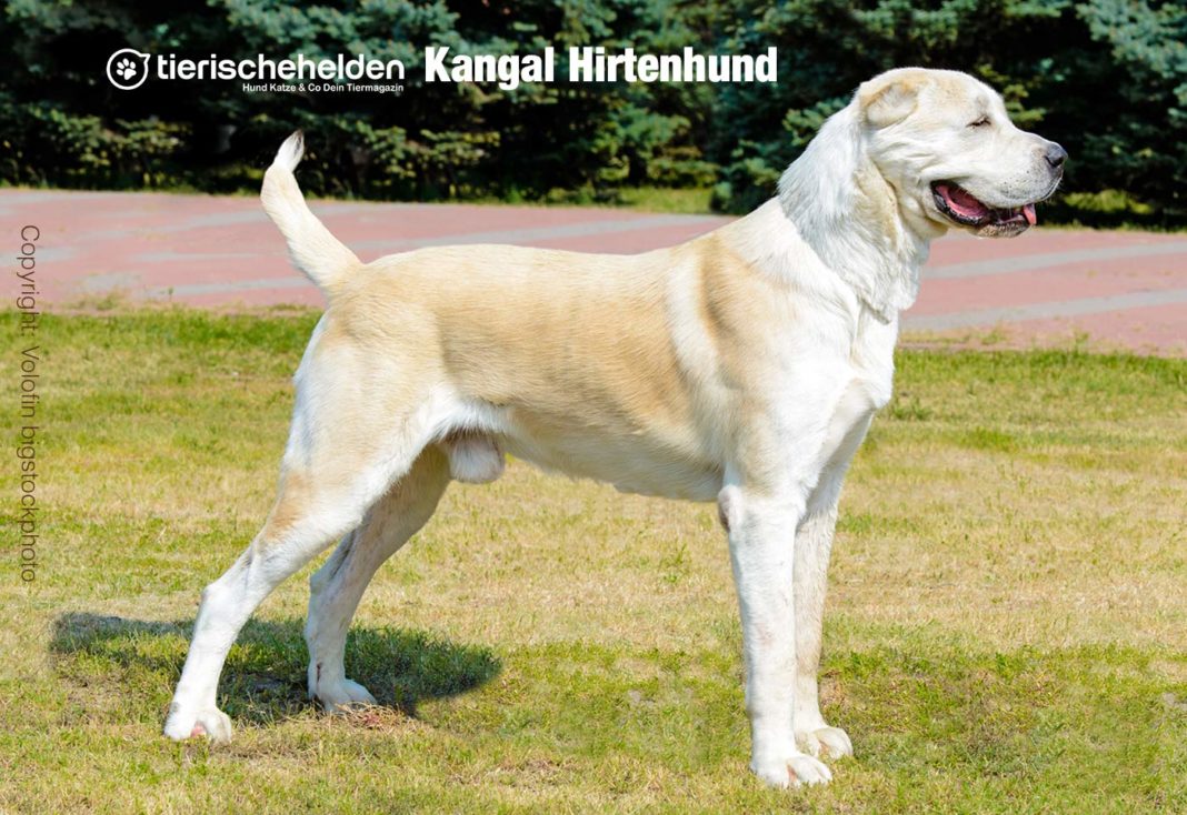 Hunderasse Kangal Hirtenhunde Charakter und Haltung (Rasseportrait)