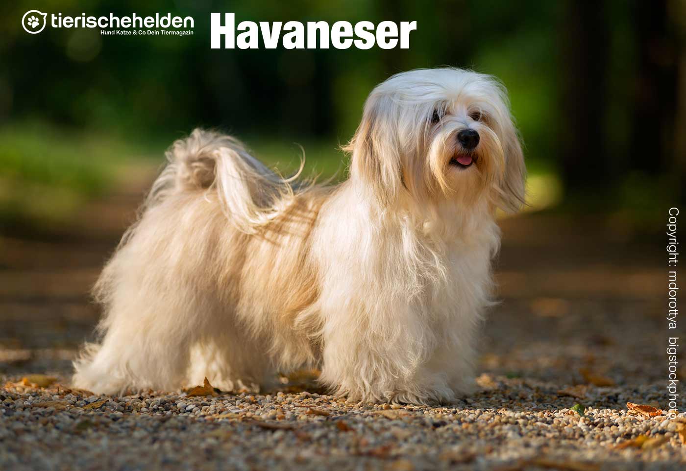 Havaneser Hunde Rasseportrait