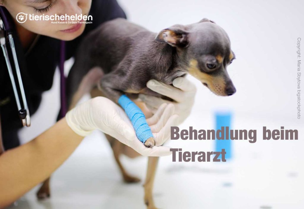 Ohrentropfen für Hunde gegen eine Ohrenentzündung » Tierischehelden