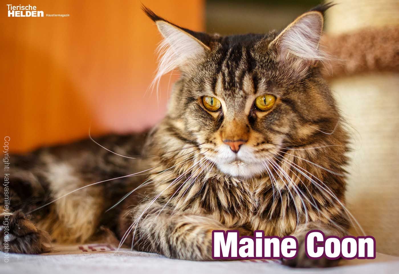 Main Coon Katzen Ihr Charakter Und Verhalten