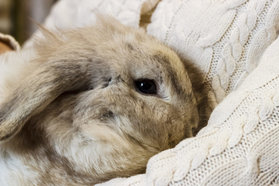 Durchfall bei Kaninchen - Symptome und Behandlung » Tierischehelden.de