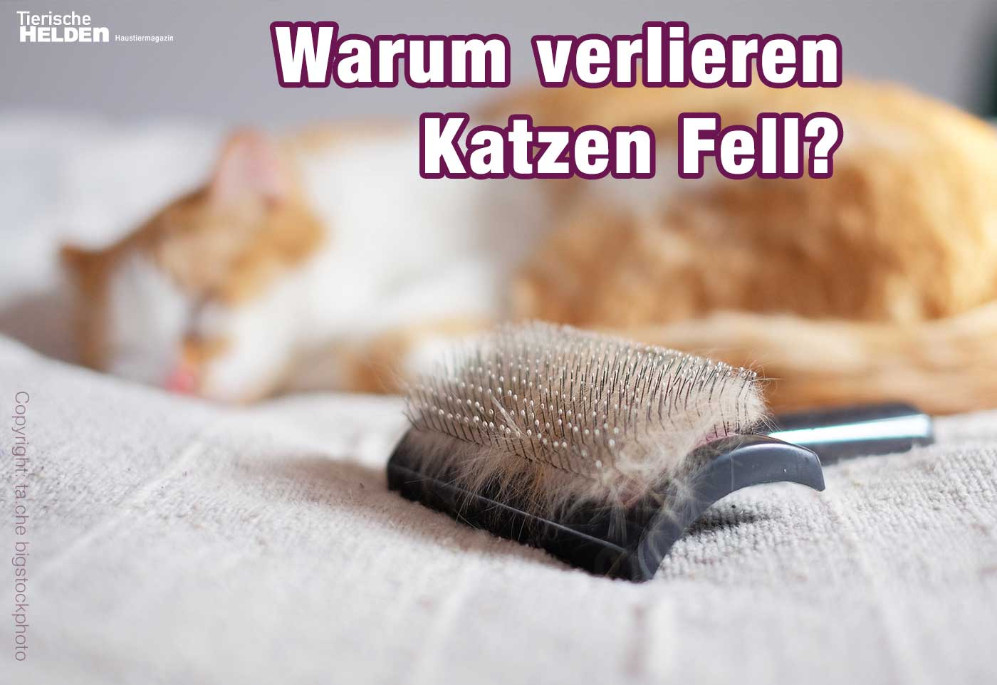 Meine Katze verliert Fell: Ursachen und Hilfe