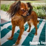 Russkiy Toy Rasse