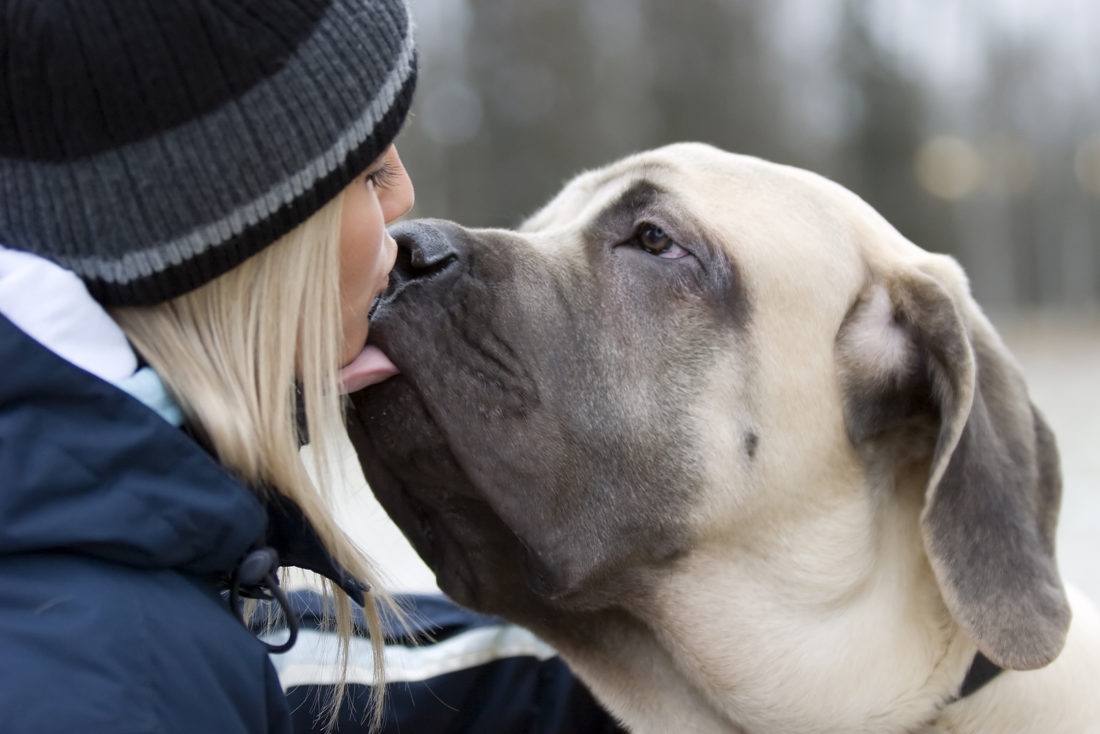 Mein Hund leckt: Was bedeutet das Ablecken?