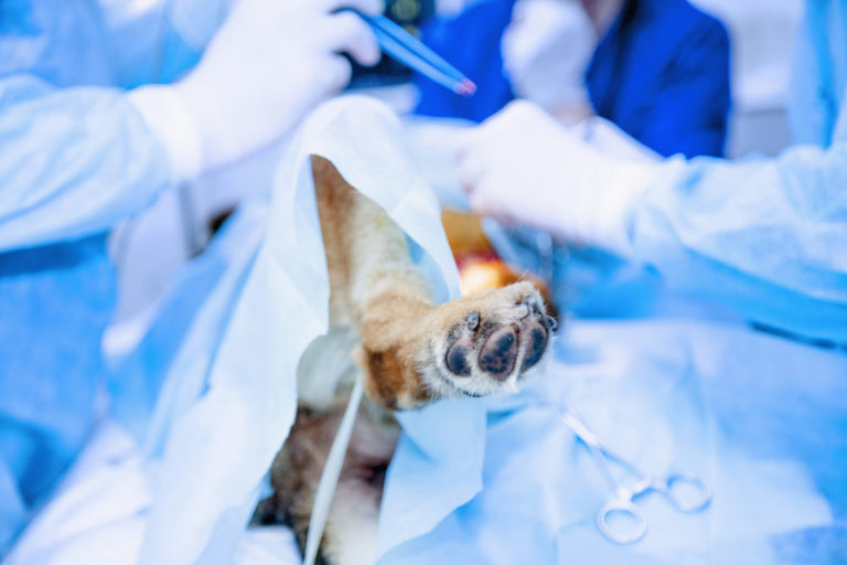 Kreuzbandriss beim Hund Symptome + Behandlung mit und ohne OP