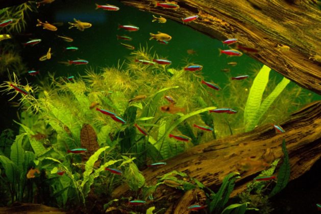 Hilfe, mein Aquarium Wasser ist trüb - Anleitung & Hilfe zum aufbereiten: