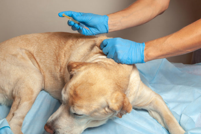 Advocate® für Hunde, Wirkstoff, Wirkung und Behandlung bei Ungeziefer