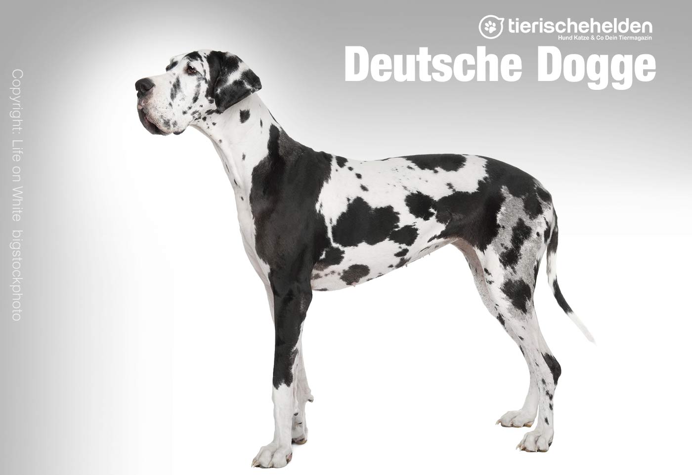 Deutsche Dogge Rasseportrait – Charakter und Haltung