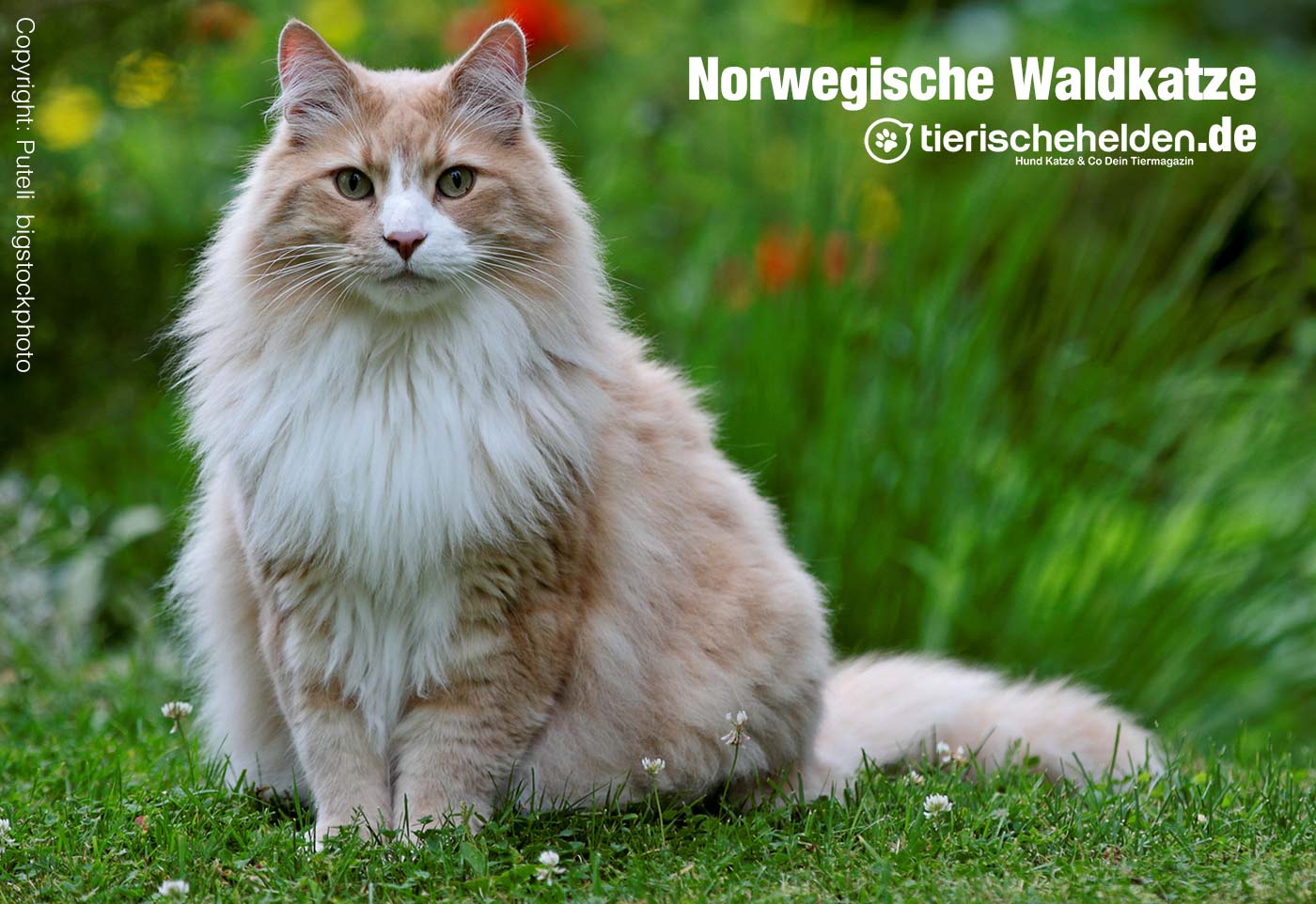 Norwegische Waldkatze Charakter und Haltung im Rasseportrait