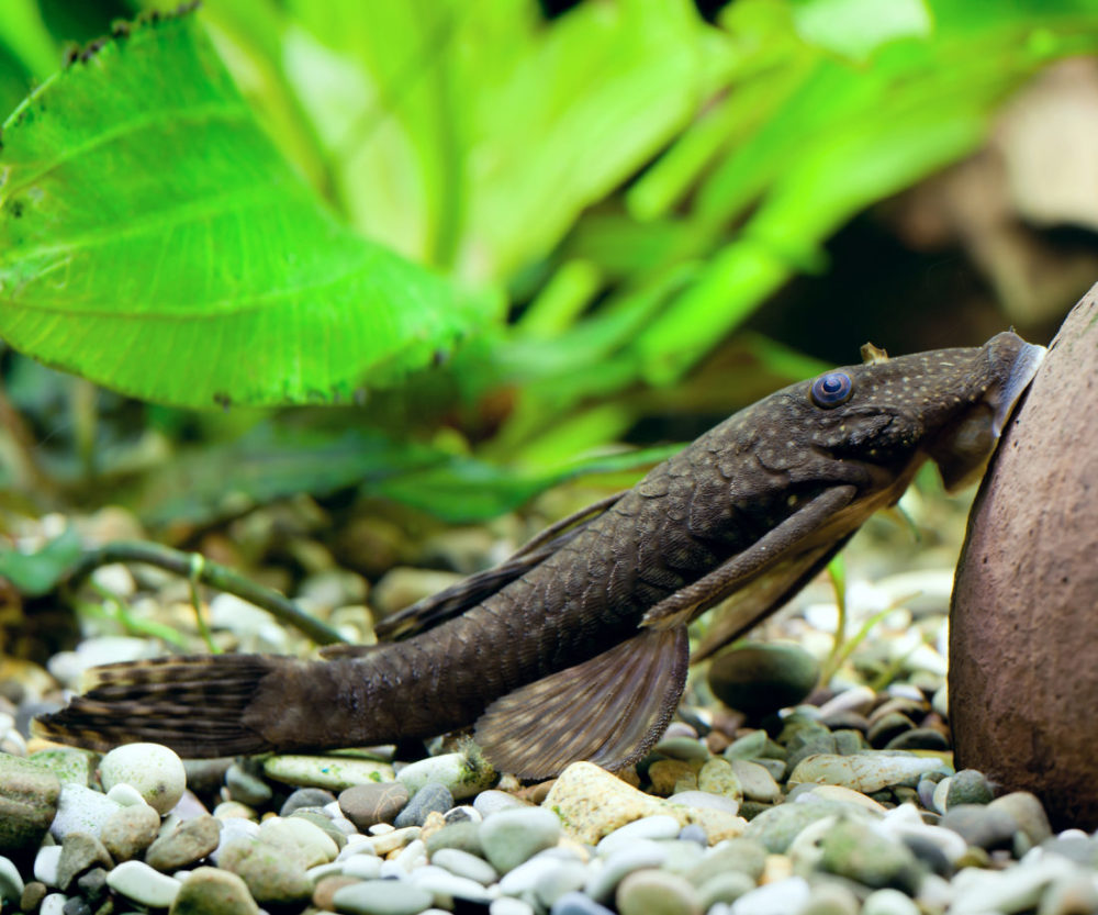 Antennenwels (Ancistrus Plecostomus)