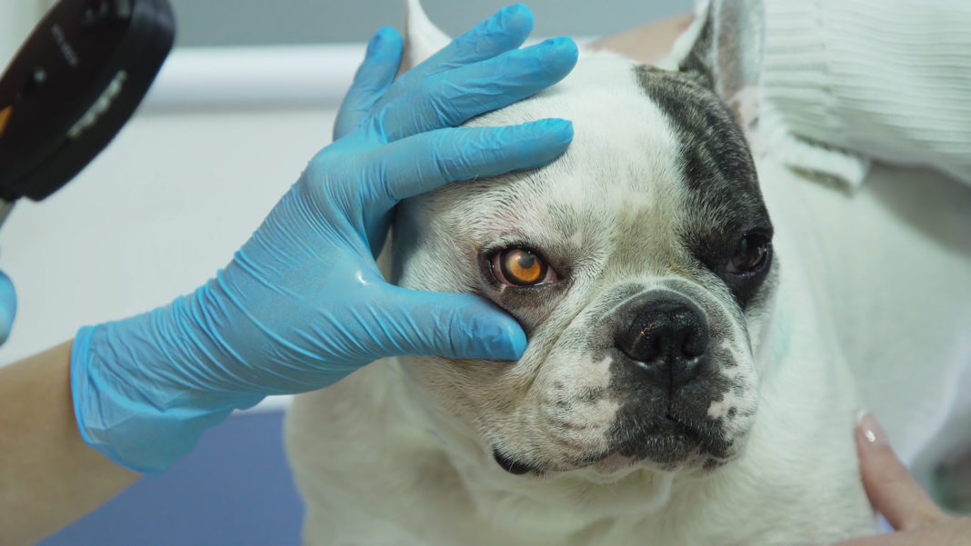 würmer beim hund symptome