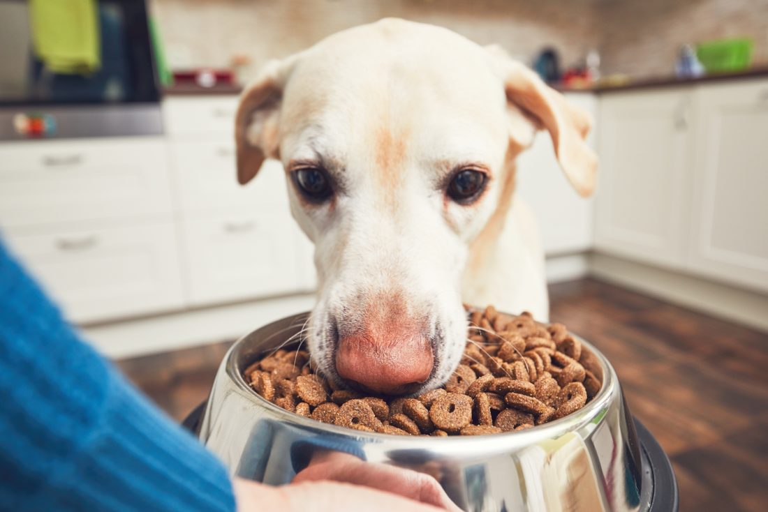 5 Gefahren von Trockenfutter für Hunde » Tierischehelden - 36 11 Risiko Trockenfutter E1542189615354