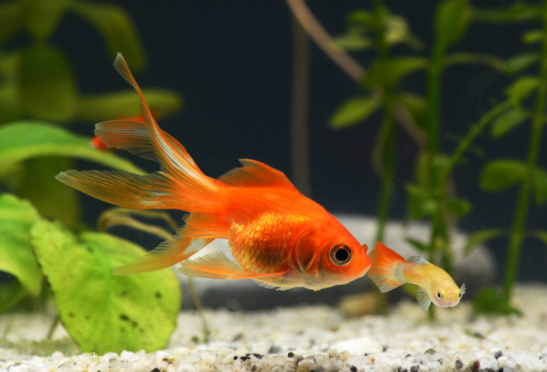Pilzbefall beim Goldfisch - Verpilzung bei Fischen » Tierischehelden.de