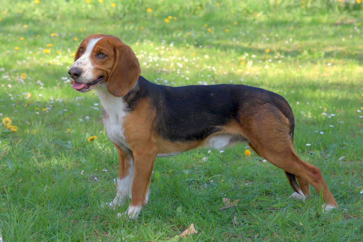 Deutsche Bracke Hunde