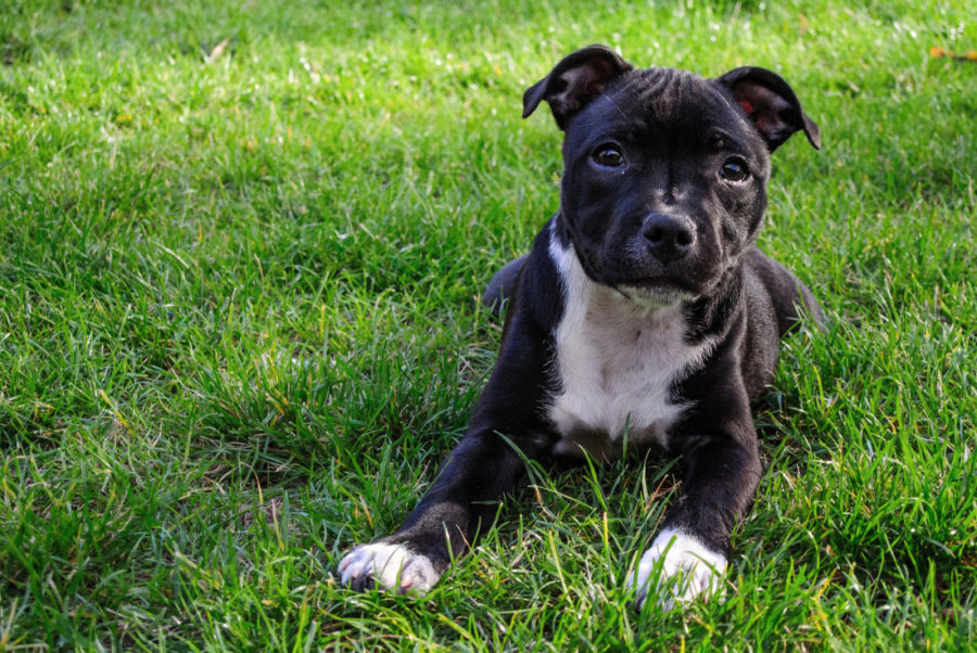 American Staffordshire Terrier