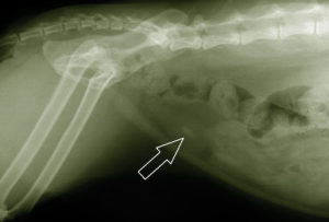 Struvitsteine bei der Katze: Symptome und Behandlung » Tierischehelden