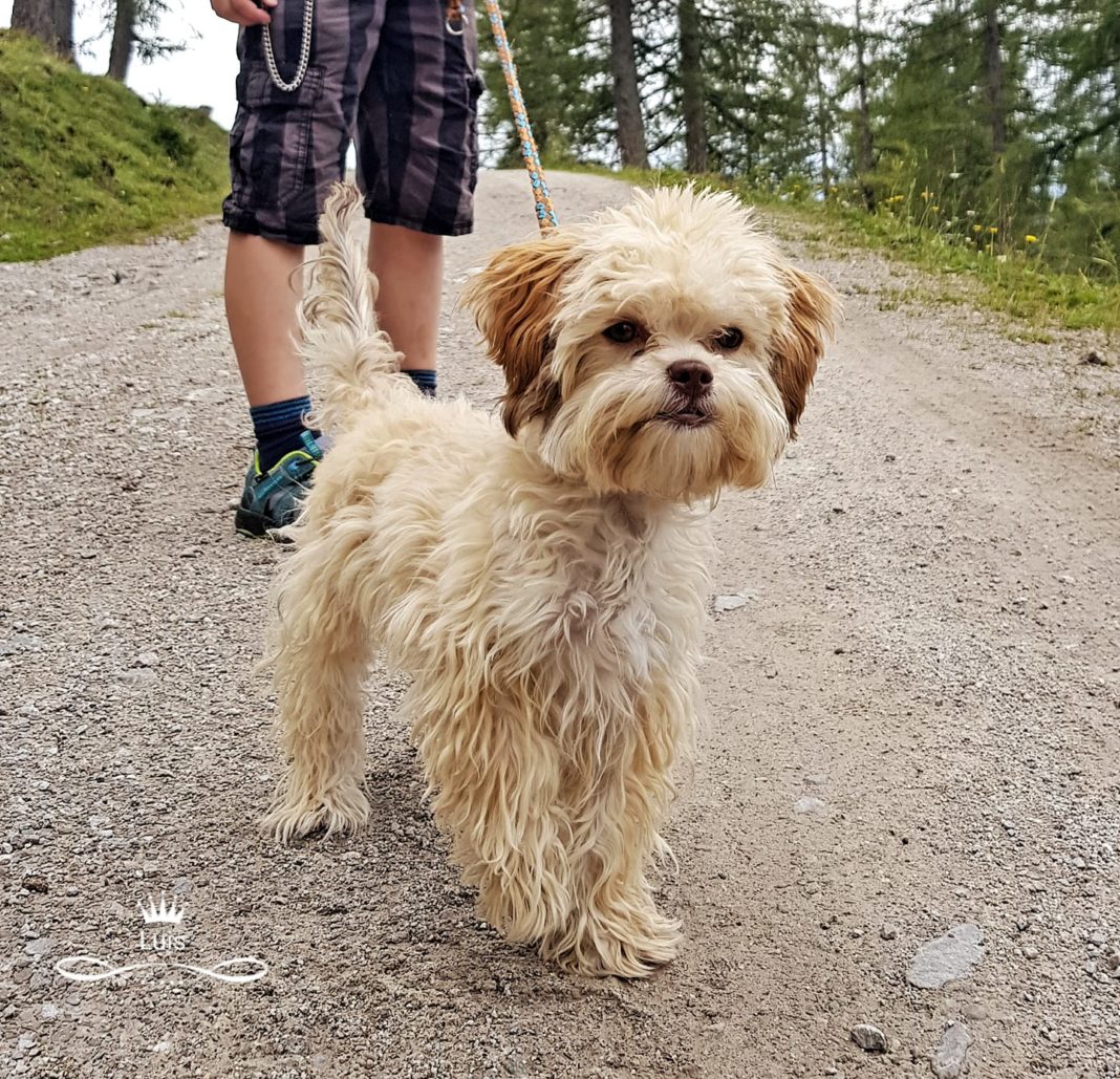 bolonkazwetna » Tierischehelden