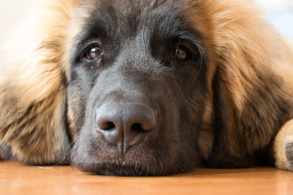 Leonberger - Liebe Hunderassen