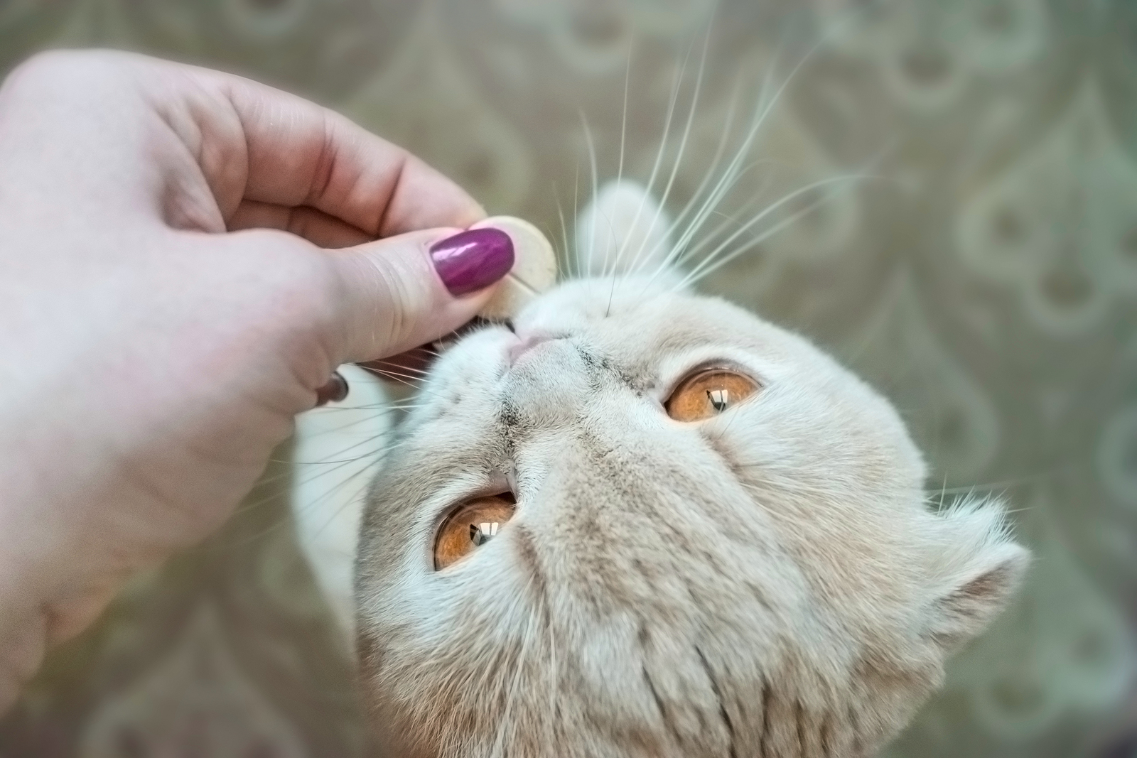 Harnsteine Katze Behandlung