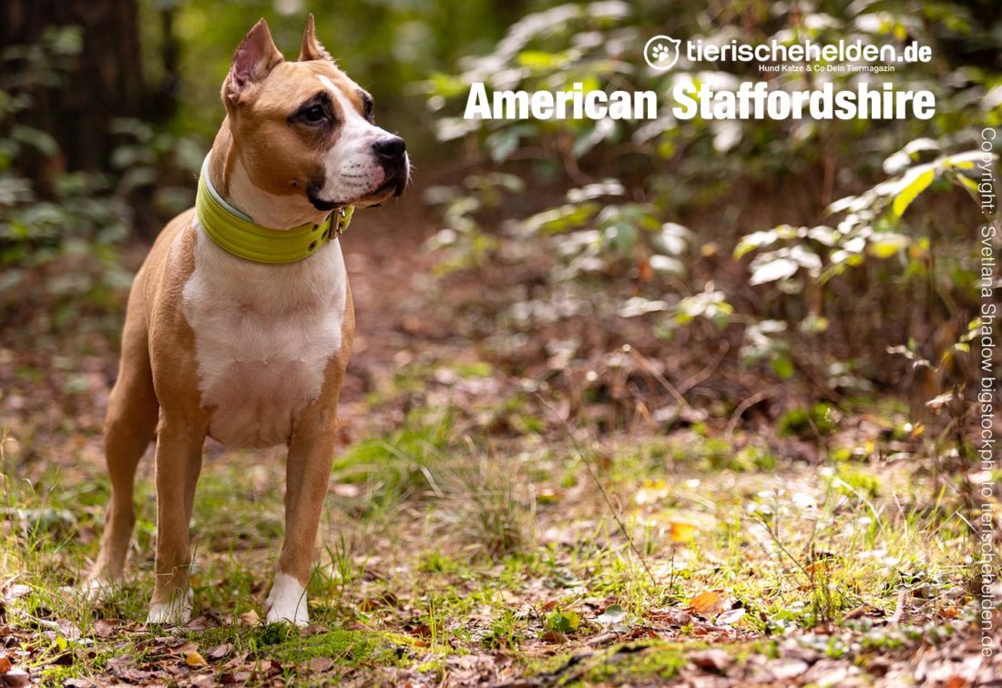  American Staffordshire Rüge im Wald