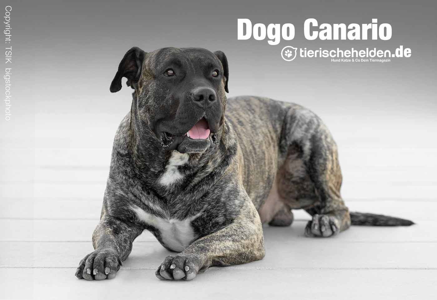 Dogo Canario Rasseportrait – Charakter und Haltung