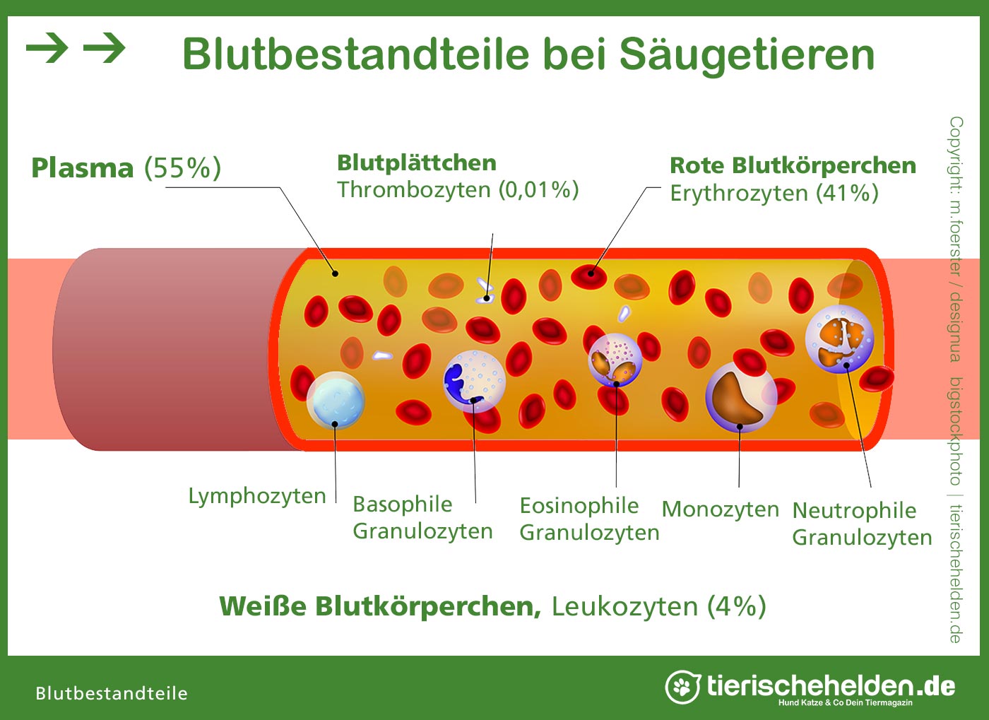 Blutbestandteile bei Tieren